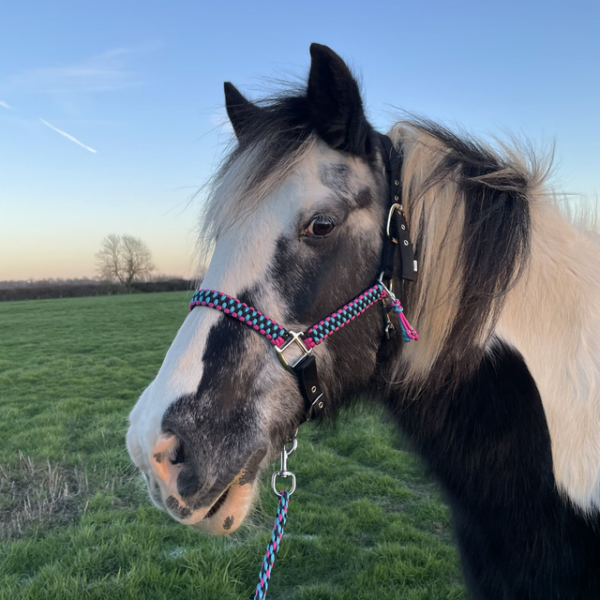 Solomon pattern personalised horse headcollar in two or three colours, handmade UK