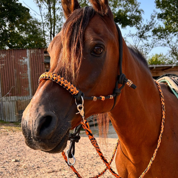 Personalised rope halter with rings, hand-braided to order in the UK