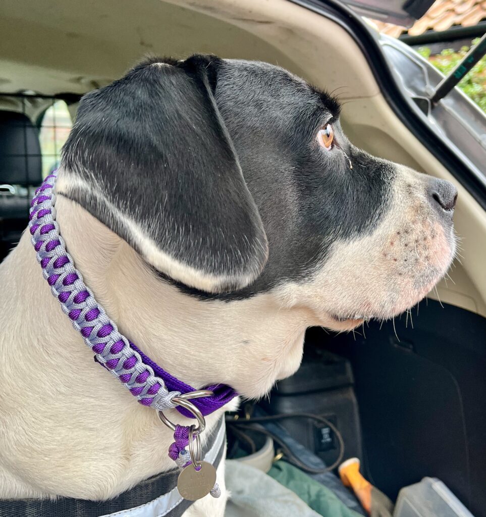 Dog Collars