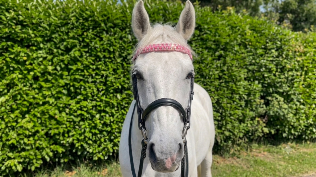 Pink Diamante Browband